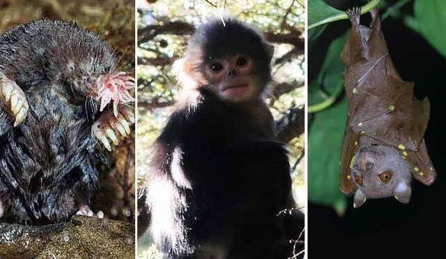 El topo de nariz estrellada, el mono sin nariz y el murciélago de nariz tubular son tres de los animales que son considerados raros. Foto: composición La República