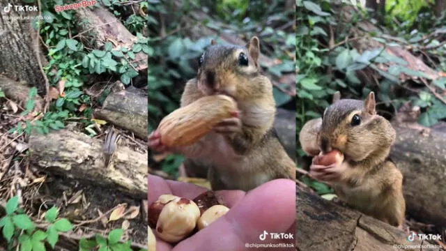 El animal regresó por la comida. Foto: captura de TikTok