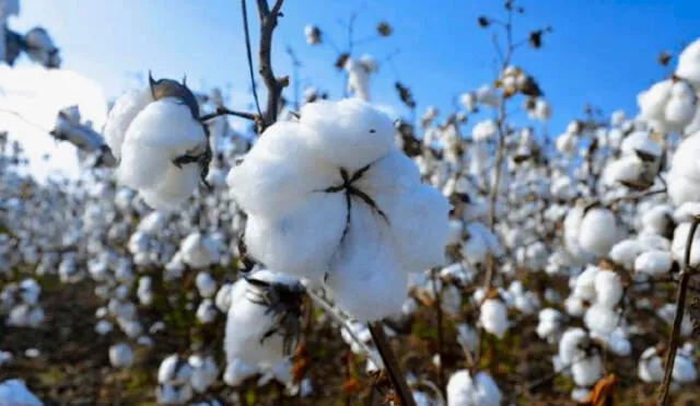 En 2021 se exportó US$ 1,66 millones de algodón e incrementó 39,7% respecto al año previo. Foto: Sweet Pima
