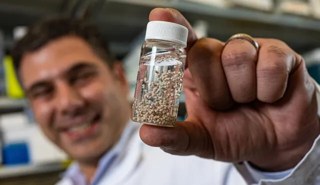 El implante, del tamaño de una cabeza de alfiler, ha demostrado eliminar cánceres avanzados de ovario y colorrectal en ensayos con ratones. Foto: Jeff Fitlow / Rice University