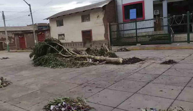 El pesado árbol cayó sobre el niño, la noche del último domingo. Foto: Cortesía Radio Azángaro