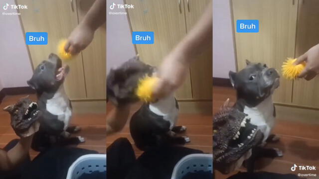 El hombre usó un juguete para darle la lección a su perro. Foto: captura de TikTok