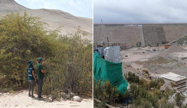 El bosque de Manga fue propuesto para declaratoria de Ecosistema Frágil. Foto: Serfor