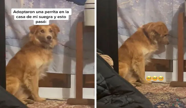 Una familia acogió a una pequeña perrita para que le hiciera compañía a su mascota, pero no imaginaron que este no lo iba a tomar de buena manera. Foto: captura de YouTube