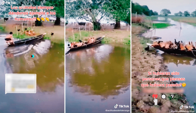 Las gallinas ordenadamente subieron a la embarcación para cruzar el río. Foto: captura de TikTok