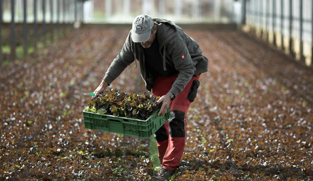 Los trabajos de agriculturas son uno de los empleos con más ofertas en Estados Unidos. Foto: AFP