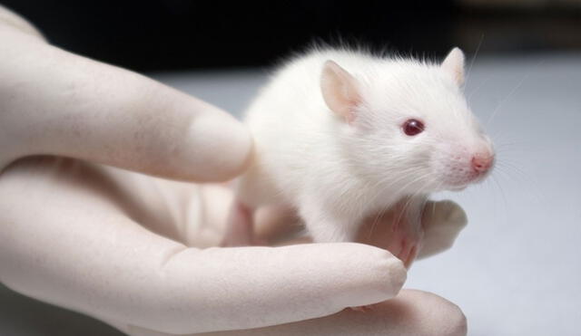 Científicos realizaron la reprogramación celular en ratones. Foto: referencial / Janvier-Labs.
