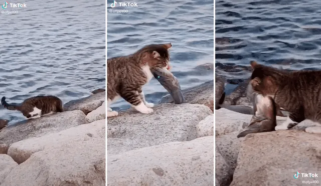 El video del 'gatito pescador' ha logrado más de 280.000 visualizaciones y miles de comentarios. Foto: captura de TikTok