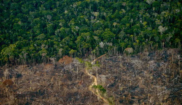 Según las simulaciones, el calentamiento global por sí solo podría empujar a la selva amazónica hacia una transformación irreversible en sabana. Foto: AFP