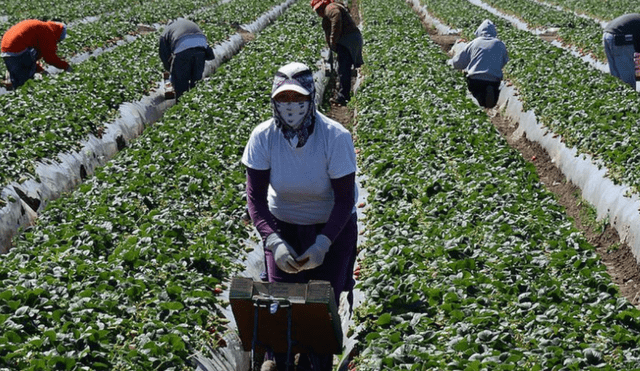 Los trabajadores agrícolas extranjeros laboran en Estados Unidos con la visa de trabajo H-2A. Foto: AFP