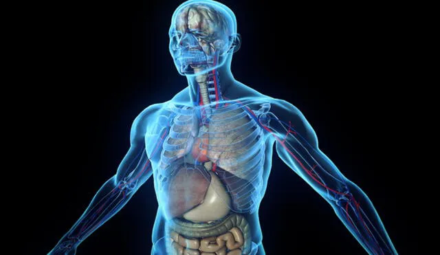 La edad biológica podría predecir la enfermedad de los órganos correspondientes, dice estudio chino. Foto: Adobe Stock