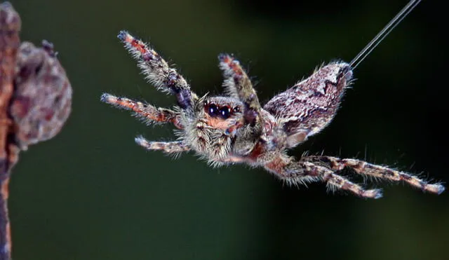 Algunas arañas utilizan hilos de seda para impulsarse con el viento, como si de una cometa o un paracaídas se tratara. Así, pueden llegar a desplazarse a través de grandes distancias. Foto: Imgur