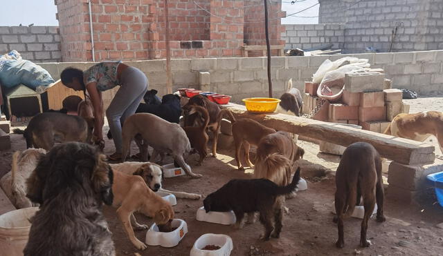 Albergues funcionan con donaciones. Foto: grupo Angeles de 4 patas