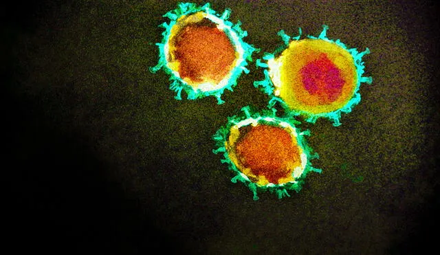 Partículas del coronavirus SARS-CoV-2 bajo microscopio electrónico. Foto: Adobe Stock