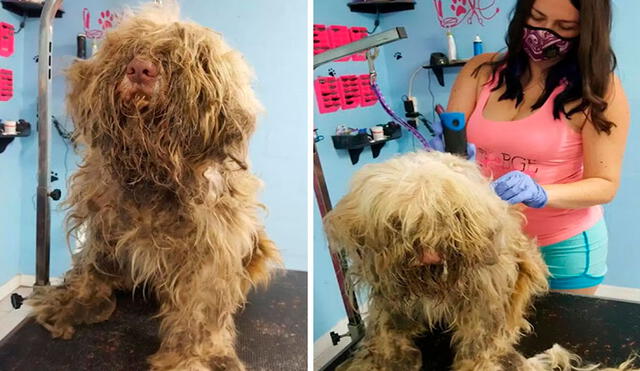 La propietaria vio una publicación en redes sociales sobre un perro que fue rescatado con un deplorable aspecto, por lo que no dudó en ofrecer su apoyo. Foto: BGE Grooming