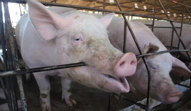 Esta investigación en la comunicación de los cerdos comprueba que las emociones no son procesos automáticos por reflejo, sino procesos cognitivos elementales. Foto: World Animal Protection