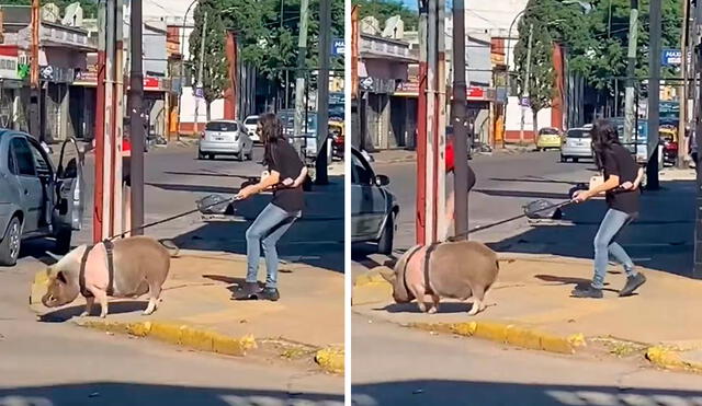 La joven colocó una correa alrededor del cuerpo de su enorme mascota para evitar que se escape durante una salida por su vecindario en Argentina. Foto: captura de YouTube