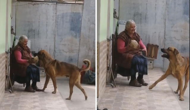 Mientras la mujer descansaba, su perrito se acercó para iniciar el juego. Foto: captura de TikTok