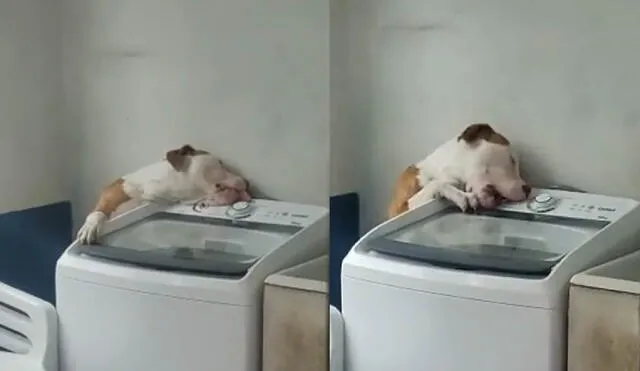 El perrito, al quedarse solo en la lavandería, quería morder todos los botones. Foto: captura de TikTok