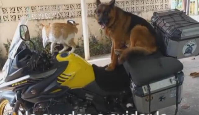 Los animalitos se acomodaron en el asiento de la moto de su dueño para salir a pasear. Foto: captura de TikTok