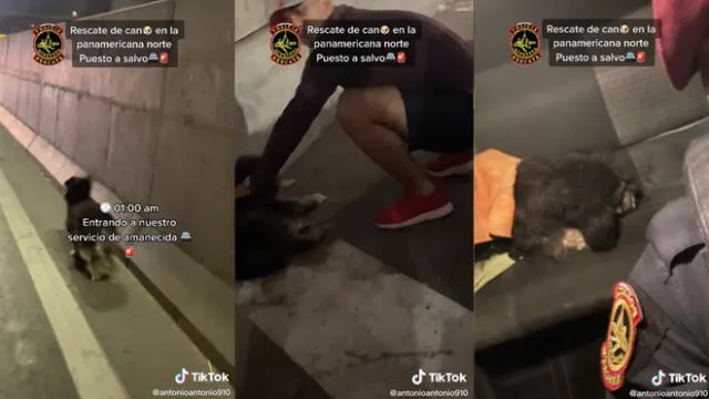 Estos efectivos policiales ya han rescatado varios animales de la calle. Foto: captura de TikTok