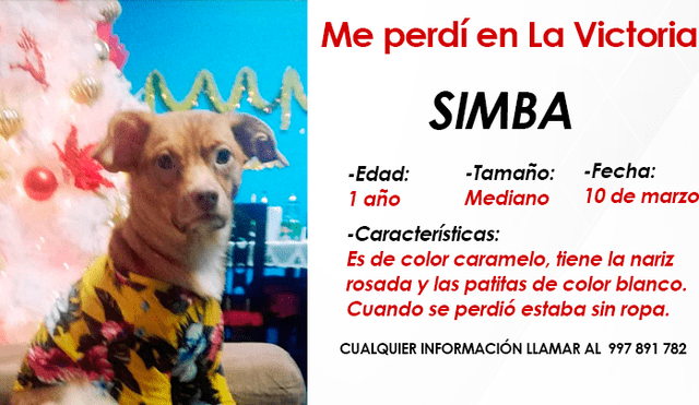 La que más sufre con la desaprición de Simba es una niña de 13 años. Foto: Composición LR.