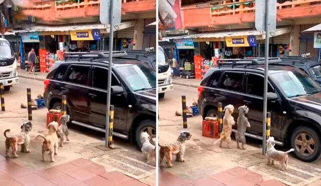 Un joven grabó el preciso momento en que unos canes se reunieron para recibir a un hombre al que llenaron de caricias. Foto: captura de Facebook