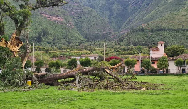 El árbol estaba ubicado en la plaza Manco Capac II, Foto: Cortesía: Cusco en Portada