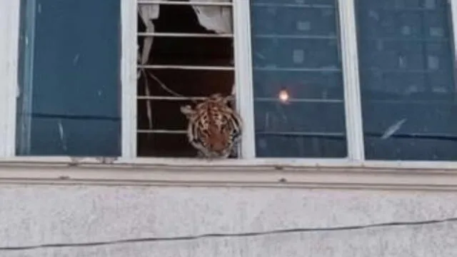 Vecinos del lugar denunciaron que un tigre se asomaba por la ventana de un domicilio. Foto: Profepa