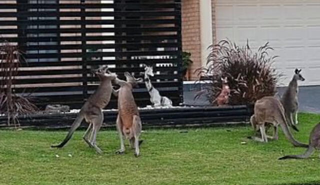 Pareja graba a dos canguros enfrentándose en un combate de boxeo fuera de su casa. Foto: captura de YouTube.