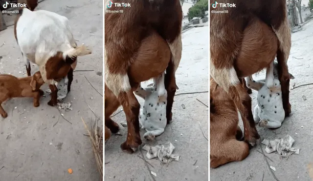 Hasta el momento, las imágenes del perrito tomando la leche de la cabrita han logrado más de 226.000 visualizaciones y miles de divertidos comentarios. Foto: captura de TikTok