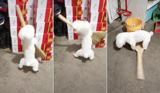La escena protagonizada por el perrito sorprendió a miles de usuarios, quienes reaccionaron y compartieron el viral clip en las redes sociales. Foto: captura de TikTok