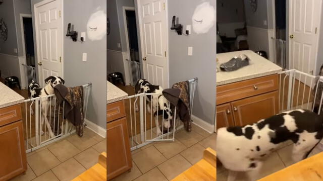 La mujer le puso un obstáculo a su perro para que no pueda entrar a la cocina. Foto: captura de YouTube