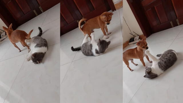El gatito estuvo echado durante toda la disputa que tuvo con el perrito. Foto: captura de YouTube