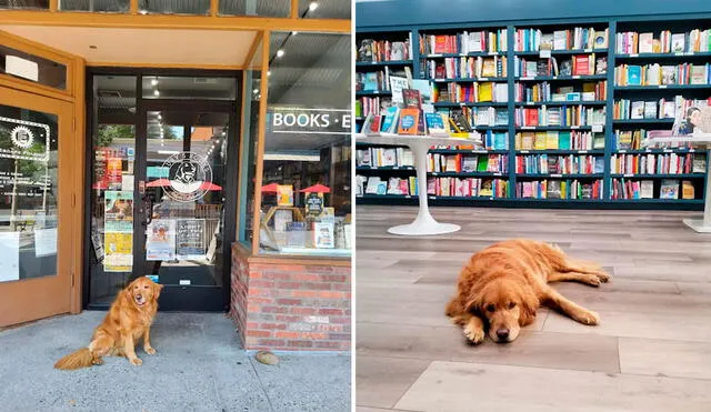 La perrita llamada Ruby se ha ganado el corazón de sus clientes, quienes llegan al local para comprar un libro. Foto: Ruby's Books/ Facebook
