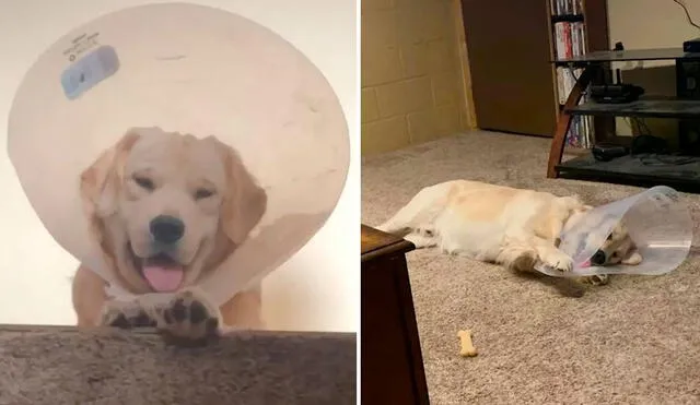 Durante dos semanas, un inquieto can tuvo que llevar un cono en su cuello tras ser sometido a una operación. Foto: captura de YouTube