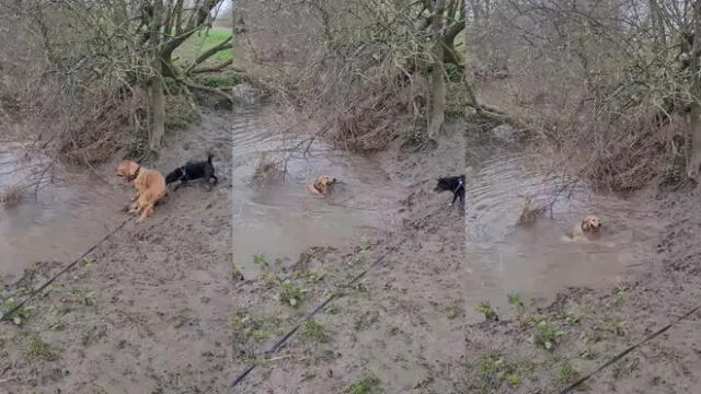 El cachorro de color negro no quiso entrar al río. Foto: captura de YouTube