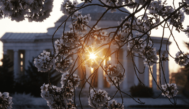 El Festival Nacional de los Cerezos en Flor se celebra durante 4 semanas en Washington D.C. Foto: AFP