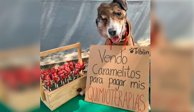 El indefenso can fue rescatado por los trabajadores de un albergue; sin embargo, estos se preocuparon al verlo con un bulto en su hocico. Foto: Defensores de animales Panamá
