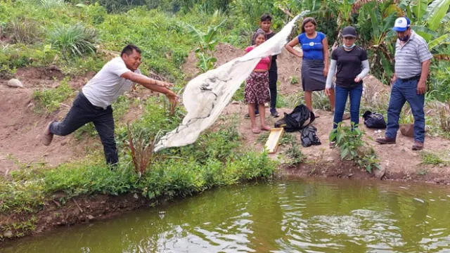 Comuneros esperan cosechar 12 toneladas de tilapias en piscigranjas instaladas en San Ignacio. Foto: GRC.