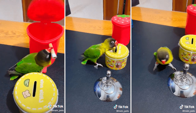 El emplumado animal dejó atónitos a los seguidores de las redes sociales con su sensacional forma de ordenar los objetos. Foto: captura de TikTok