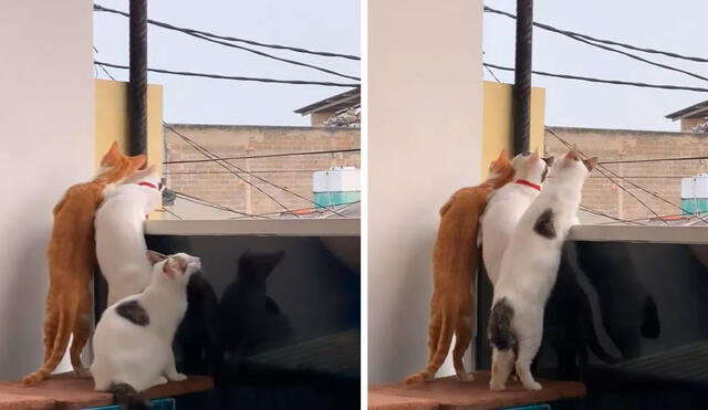 Un joven grabó el preciso momento en que sus mascotas estuvieron atentas a cada persona que pasaba por su vecindario. Foto: captura de YouTube