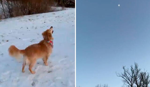 Al parecer, la perrita pensó que se trataba de una pelota gigante en el cielo y la persiguió por unos segundos para atraparla. Foto: captura de Facebook