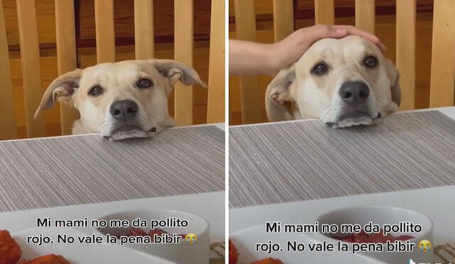 Miles de usuarios de las redes sociales quedaron cautivados con la tierna conducta del can. Foto: captura de TikTok