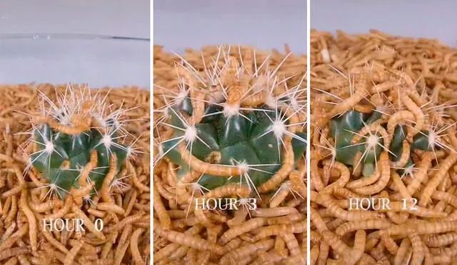 Durante unas 25 horas, un hombre grabó todo el proceso de su experimento tras poner a unos insectos en un recipiente junto a una planta. Foto: captura de YouTube