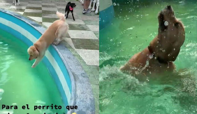 El video del perrito nadando cuenta con más de dos millones de visualizaciones. Foto: captura de TikTok