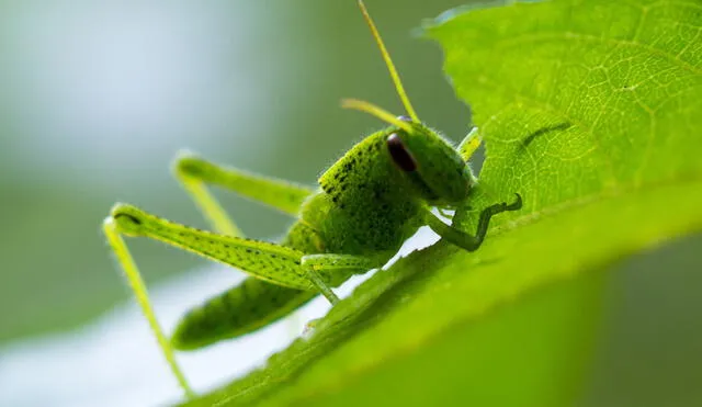 Para la mayoría de personas, el soñar con insectos suele ser algo desagradable. Foto: significado.de Para la mayoría de personas, el soñar con insectos suele ser algo desagradable. Foto: significado.de