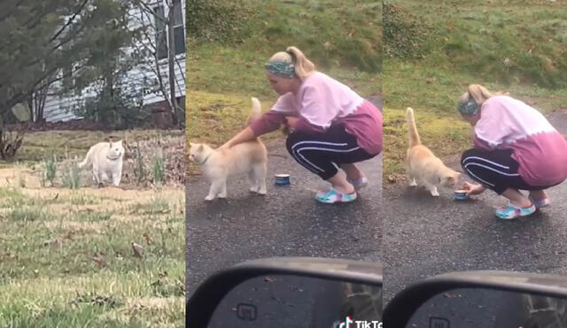 El felino se acercó a su dueña cuando ella le llevó comida. Foto: captura de TikTok