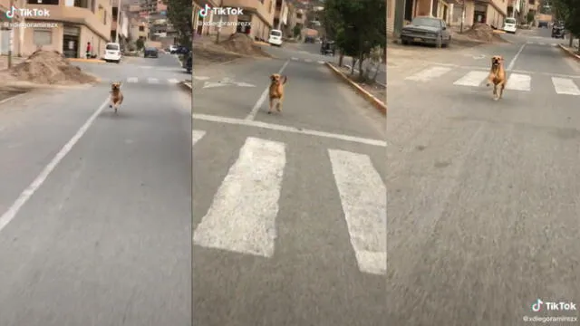 El perrito corrió por conocida avenida. Foto: captura de TikTok