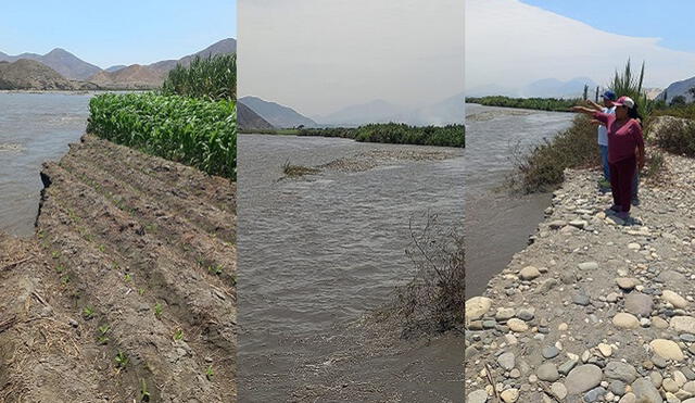 Además, clamaron apoyom pues indicaron que sacaron préstamos para sembrar. Foto: Radio RSD Chimbote